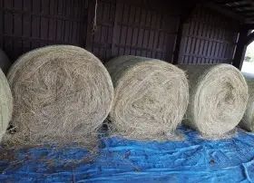 Prodám kvalitní luční seno – kulaté balíky 125 cm