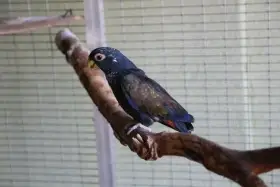 Bronzszárnyú papagáj - pionus chalcopterus