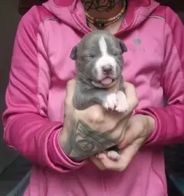American bully xl s PP
