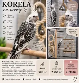 Krásná korela chocholatá, prostorná vybavená klec