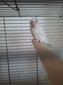 Forpus albino