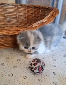 Nanynka Mikešův dvůr, CZ