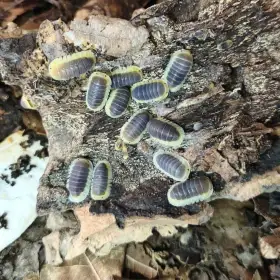 Isopody · stínky · mnohonožky· chvostoskoci- Fauna trhy Ostrava 27.9. · Posílám