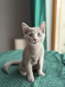 Ruská modrá s PP