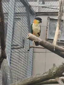 Amazonek černotemenný