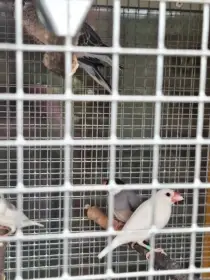 Prodám rýžovníky ve skvělé kondici, letošní mláďata