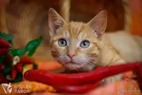 Chilli k adopci