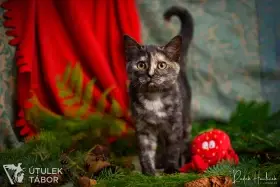 Manka k adopci