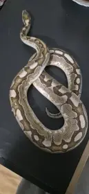 Krajta kralovská 1.0