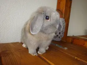 Mini Minilop - sameček