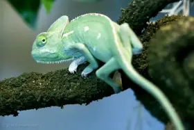Chameleon jemenský- samečci (Chameleo calyptratus)