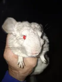 Činčila