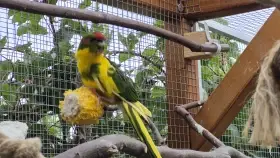 Kakariky