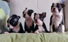 Boston Terrier,Bostonský Teriér
