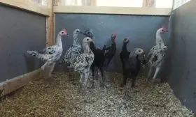 Zakrslé novoanglické bojovničky, španělky, kočinky různé barvy (i kadeřavé)
