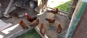 Zdrobnělé Velsumky 17, 3,5 roku.