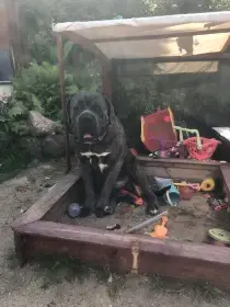 Cane corso