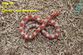 Užovka červená (P. guttatus) - Phantom Tessera,Hypo Blizzard,Candy Cane,Caramel