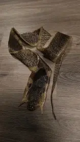 Kobra indická -Naja naja