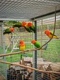 Agapornis Fišeri 2026