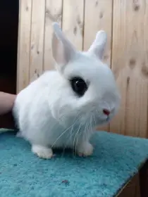 Sameček Zakrslý Hototský bílý (rodokmen, oceněn 94,0b.)