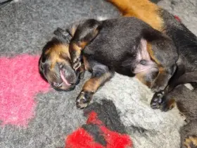 Beauceron - štěňata s PP