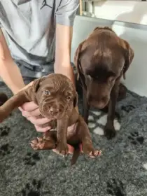 Krásná štěňátka Labradorského retrívra s PP po špičkových rodičích