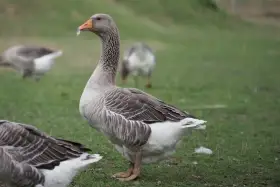 Prodám husy landeské