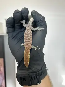Varanus tristis orientalis