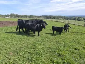 Prodám 2 jalovice plemene Dexter – ideální pro malé farmáře i vypásání