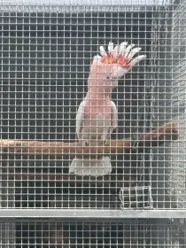Kakadu inka