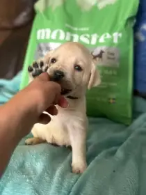 Labrador retriever s PP
