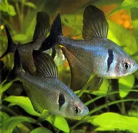Fantom černý -Megalamphodus megalopterus