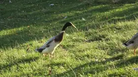Kačer Indický běžec