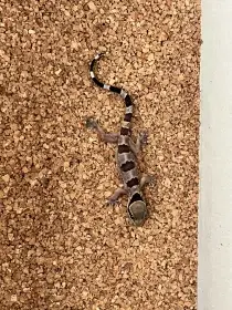 Hemidactylus faciatus