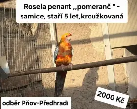 Rosela penant pomeranč samice