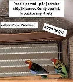 Rosela pestrá samice stěpák a samec černý opalin pár