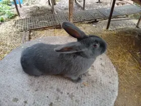 Prodám samičku Moravského modrého