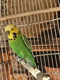 Andulka