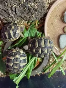 Mláďata želvy Zelenavé (Testudo Hermanni)