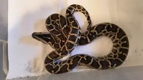Python bivittatus - Krajta tmavá