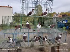 Prodám výletky mor. pštrosa červeného