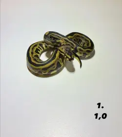 Krajta královská - mláďata
