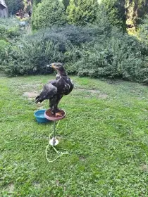 1,1 Orel stepní  /Aquila rapax/