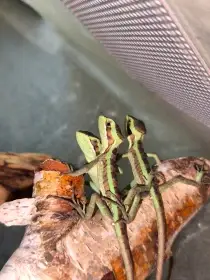 Laemanctus julioi