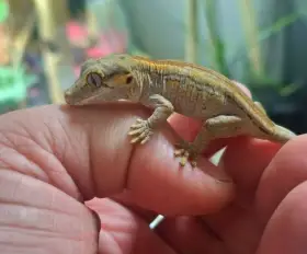 Rhacodactylus auriculatus