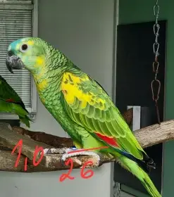 Amazonan modrocely xanthopteryx