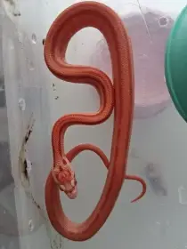 Užovka červená microscaleless –  2026 , Burzy Faunahobby Brno, Aquaterra Olomouc