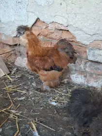 Hedvábnička USA kohouti