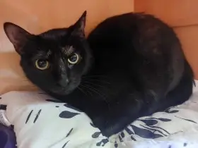 Kočička Fiona hledá nový domov